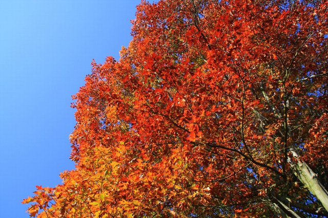 20081012_royalbotanicgardenskew_181